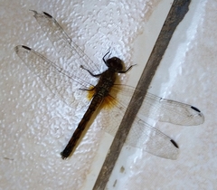 Odonata