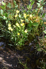 Saxifraga hirculus
