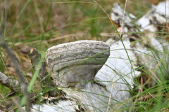 Fomes fomentarius