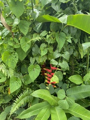 Heliconia rostrata