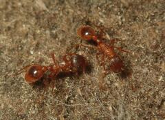 Myrmica
