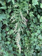 Artemisia vulgaris
