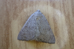 Pachycnemia tibiaria