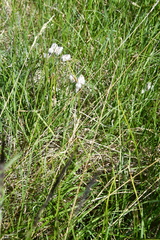 Eriophorum angustifolium