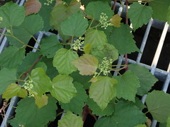 Ampelopsis glandulosa hancei