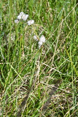 Eriophorum angustifolium