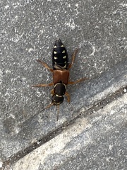 Staphylinus dimidiaticornis