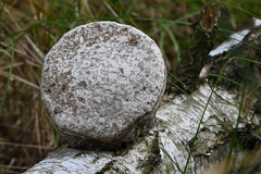 Fomes fomentarius