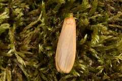 Eilema sororcula