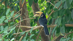 Anthracoceros albirostris