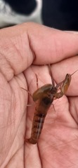 Alpheidae