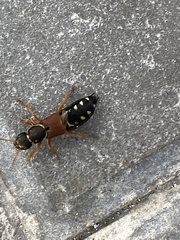 Staphylinus dimidiaticornis