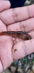 Alpheidae