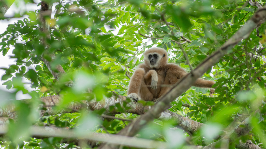 Lar Gibbon in September 2022 by asimhakeem · iNaturalist