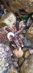 Meyenaster gelatinosus