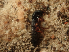 Staphylinini