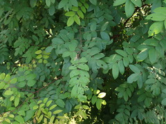 Averrhoa carambola