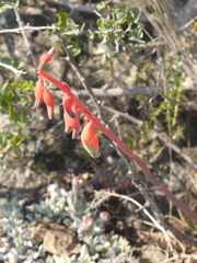 Gasteria carinata
