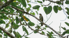 Pycnonotus finlaysoni