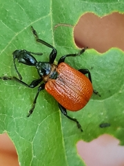 Apoderus coryli
