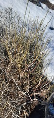 Ephedra