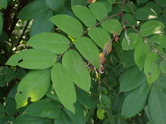 Averrhoa carambola