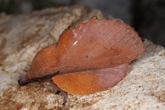 Gastropacha quercifolia