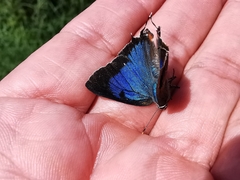 Parrhasius moctezuma