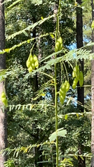 Sesbania vesicaria