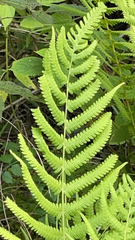 Pelazoneuron kunthii