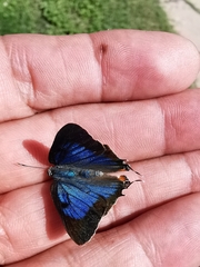 Parrhasius moctezuma