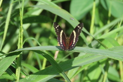 Anartia fatima