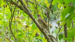 Iole viridescens cinnamomeoventris