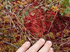 Sphagnum subnitens