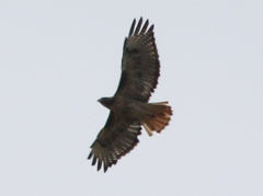 Buteo jamaicensis calurus