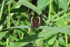 Anartia fatima
