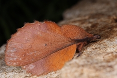 Gastropacha quercifolia