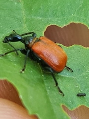 Apoderus coryli