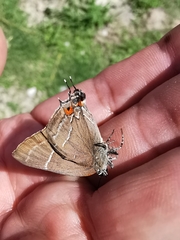 Parrhasius moctezuma