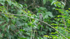 Muscicapa sibirica