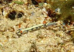 Hypselodoris infucata