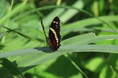 Anartia fatima