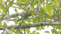 Psilopogon faiostrictus