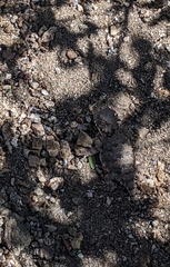 Phrynosoma blainvillii