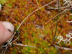 Sphagnum compactum