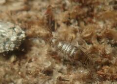 Willowsia nigromaculata