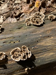 Thelephora terrestris