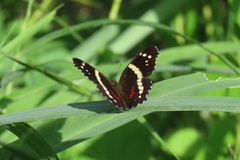 Anartia fatima