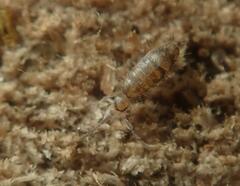 Willowsia nigromaculata