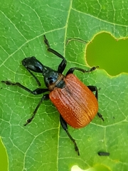 Apoderus coryli